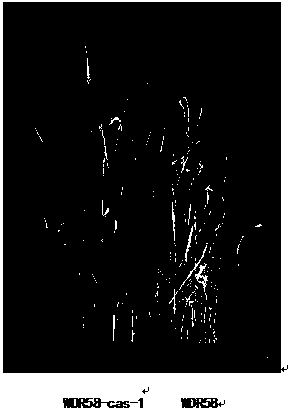 Rice salt-tolerant gene OsRR22 mutant, encoded amino acid sequence thereof, plant and making method of mutant