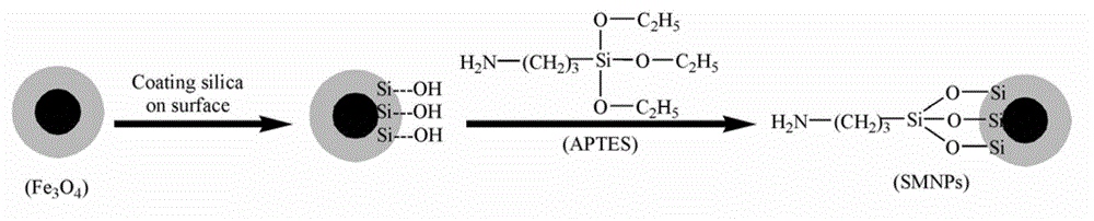 Alicyclobacillus immunomagnetic microspheres and application thereof