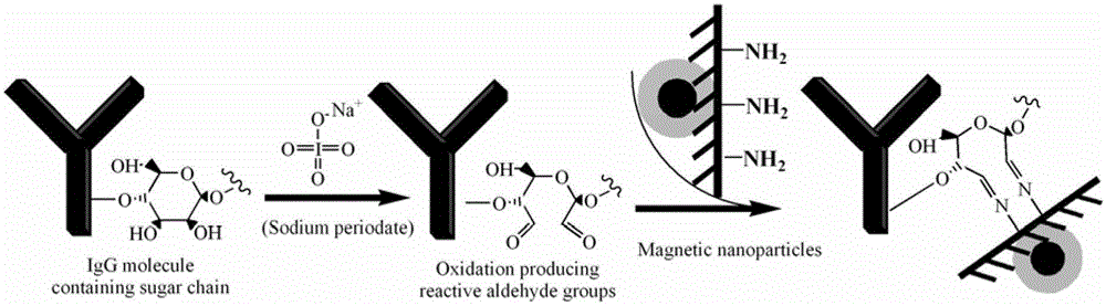 Alicyclobacillus immunomagnetic microspheres and application thereof