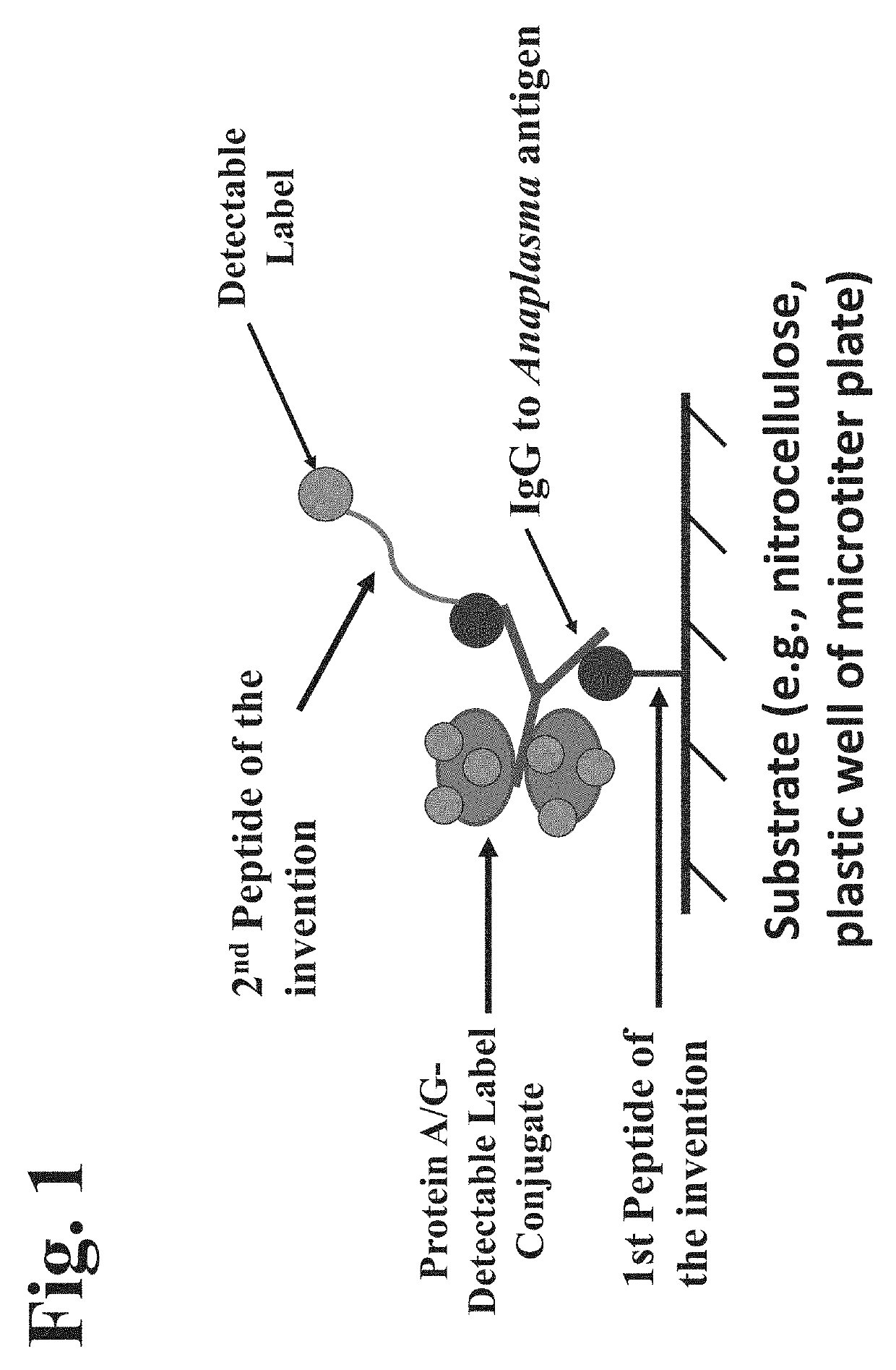 Peptides, devices, and methods for the detection of anaplasma antibodies