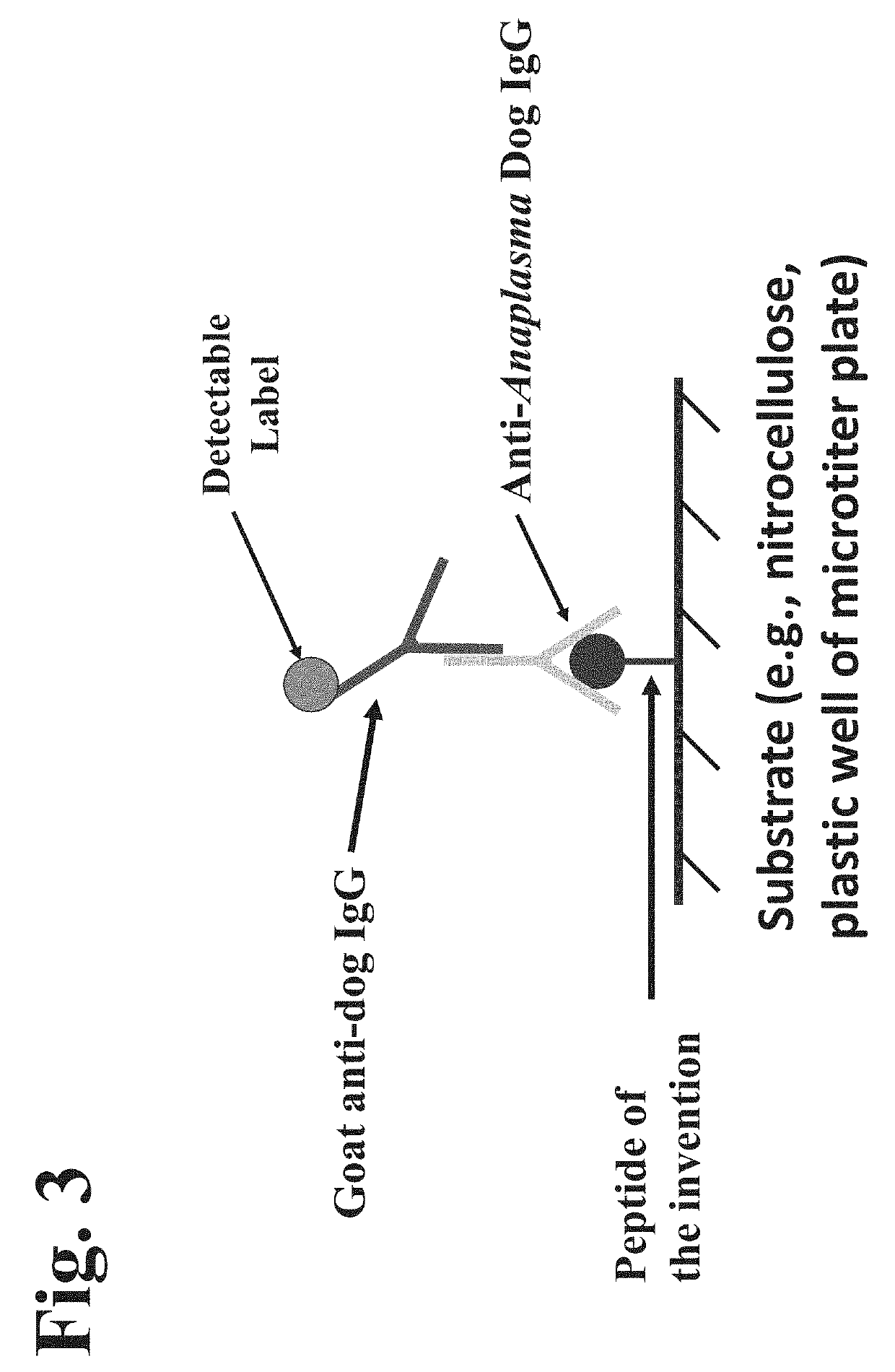 Peptides, devices, and methods for the detection of anaplasma antibodies