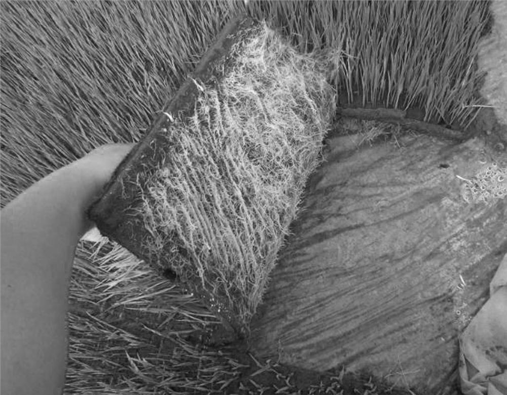 A method for cultivating rice machine-transplanted strong seedlings using substrate-type seedling trays