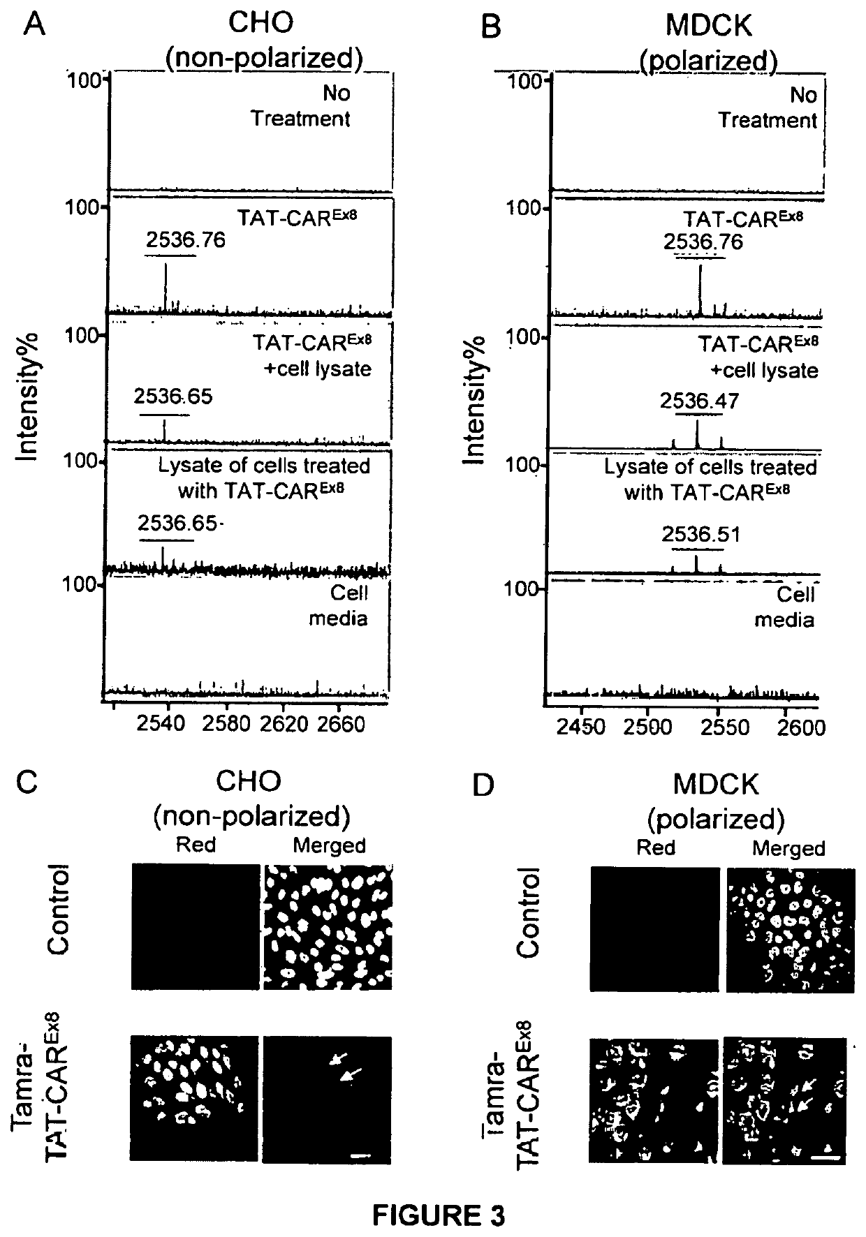 Peptide-based molecules for modulating car expression or accessibility and uses thereof