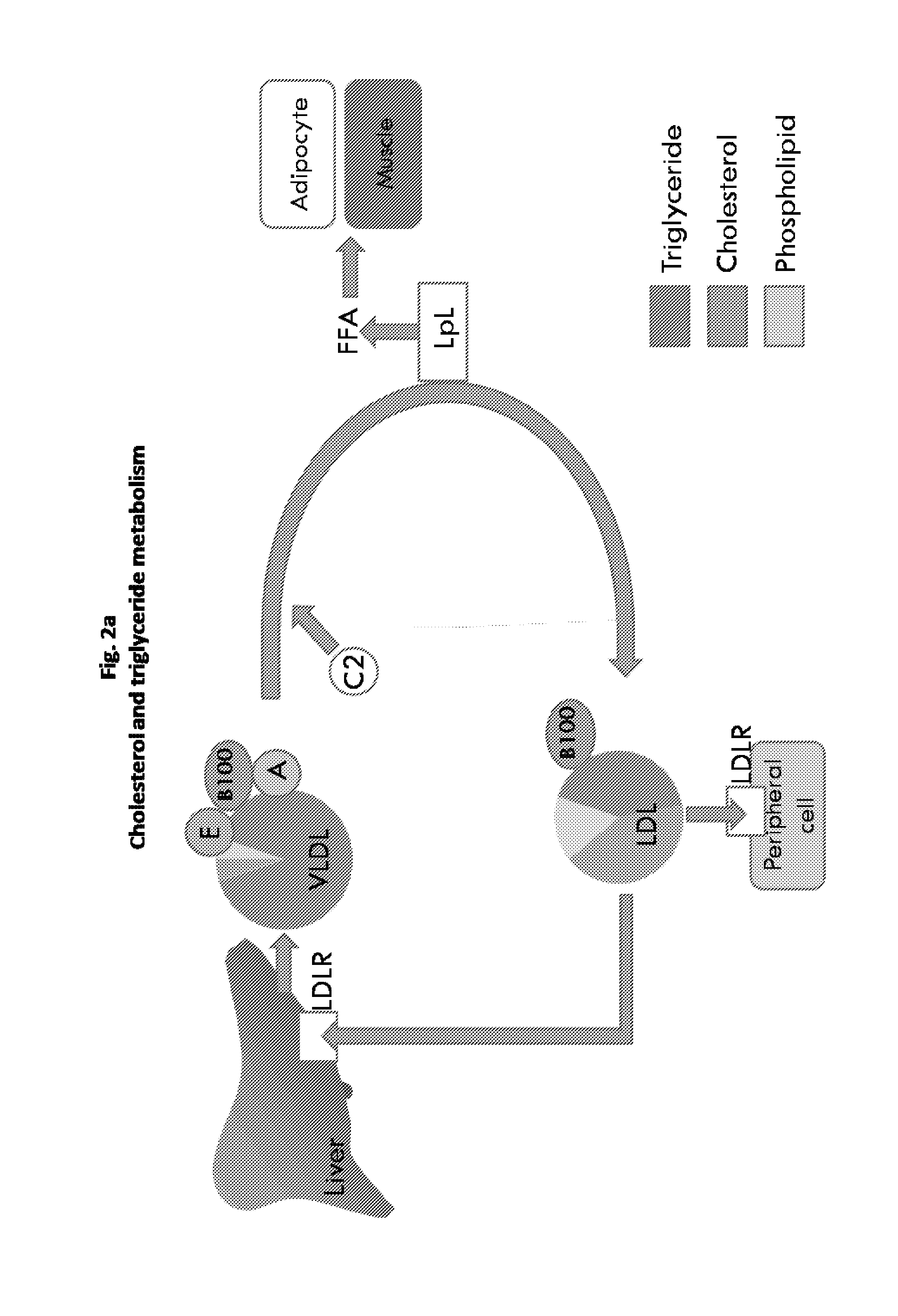 Modulation of the vps10p-domain for the treatment of cardiovascular disease