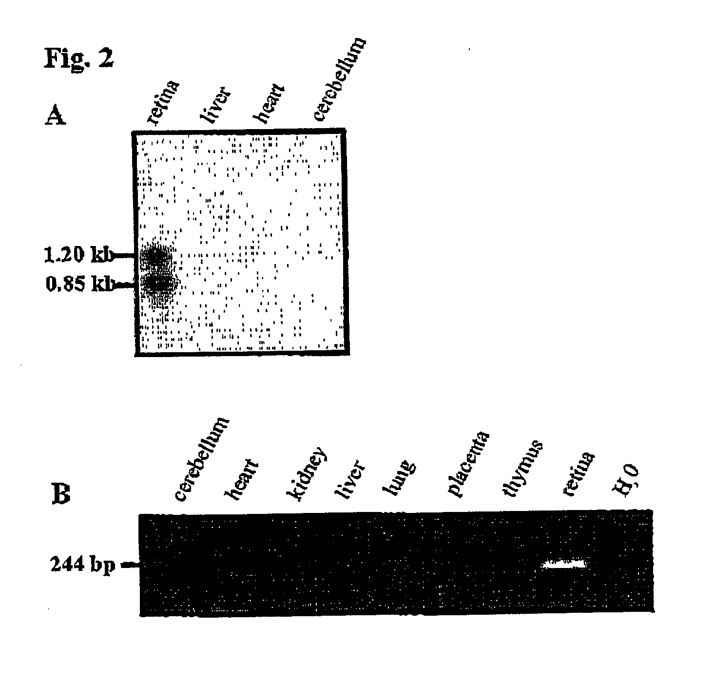 Novel retina-specific human proteins C7orf9, C12orf7, MPP4 and F379