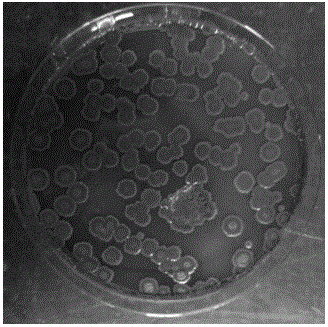 Bacillus atrophaeus strain BsR05 and application thereof