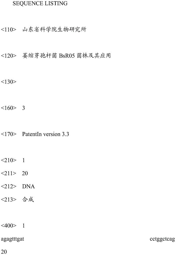 Bacillus atrophaeus strain BsR05 and application thereof