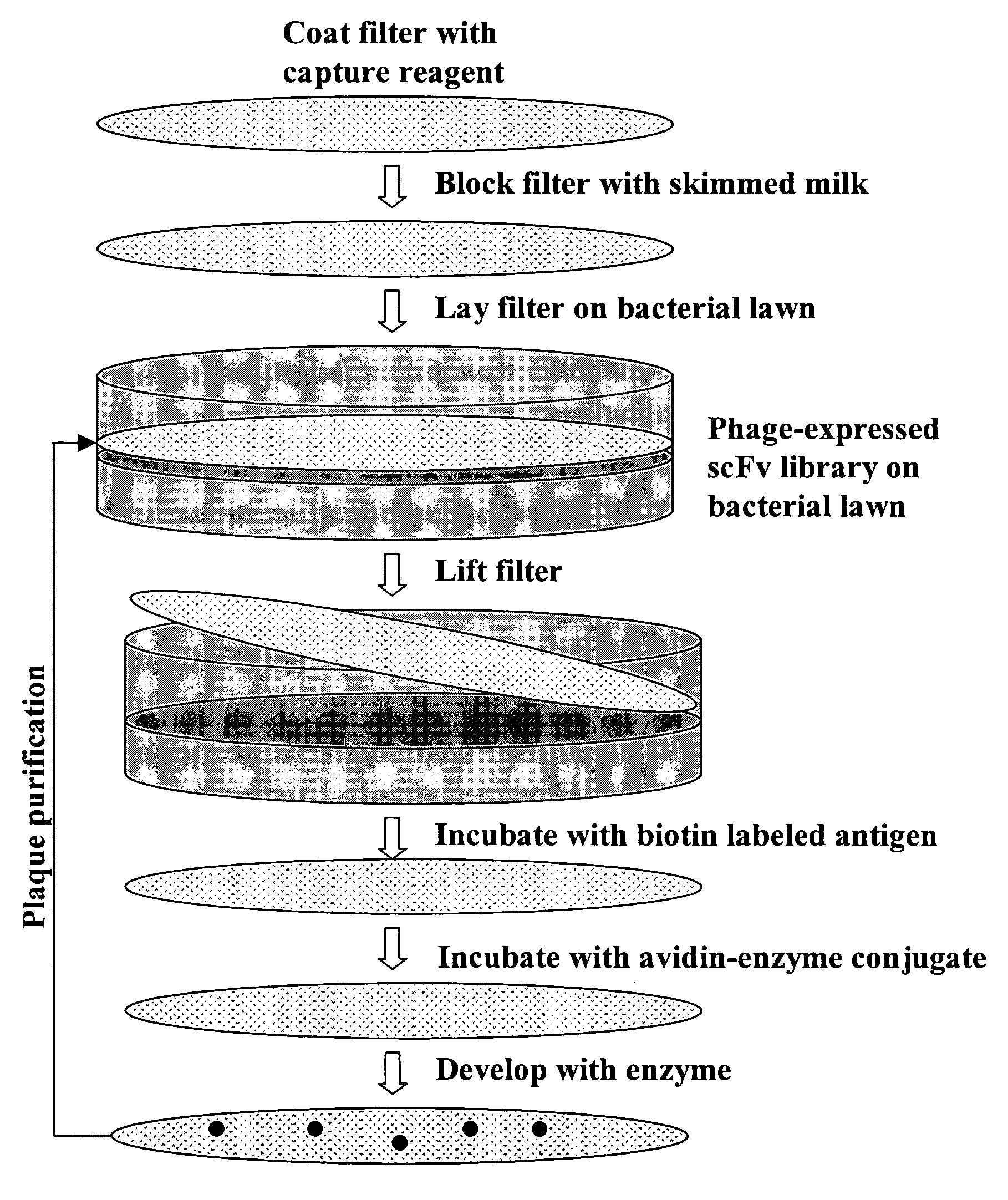 Ultra high throughput capture lift screening methods