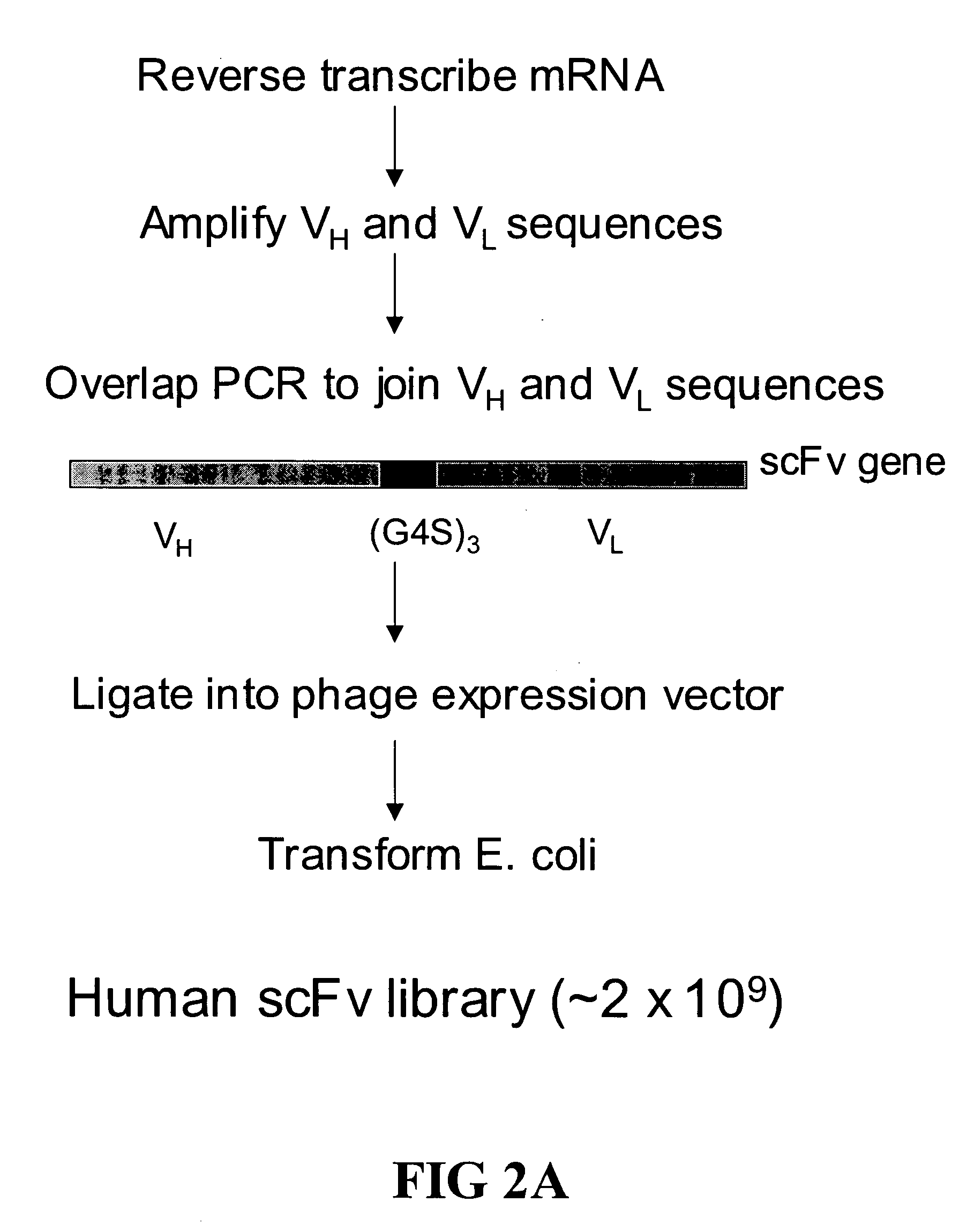 Ultra high throughput capture lift screening methods