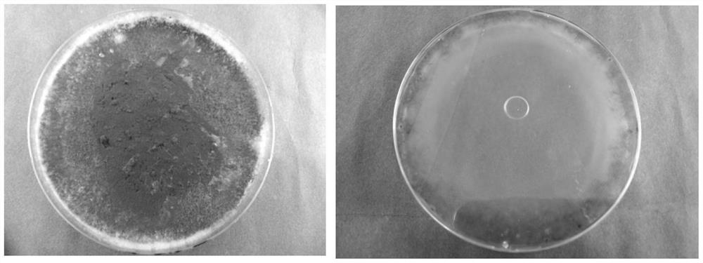 Method for preventing and treating illicium verum anthracnose by using nano antibacterial agent in combination with organisms