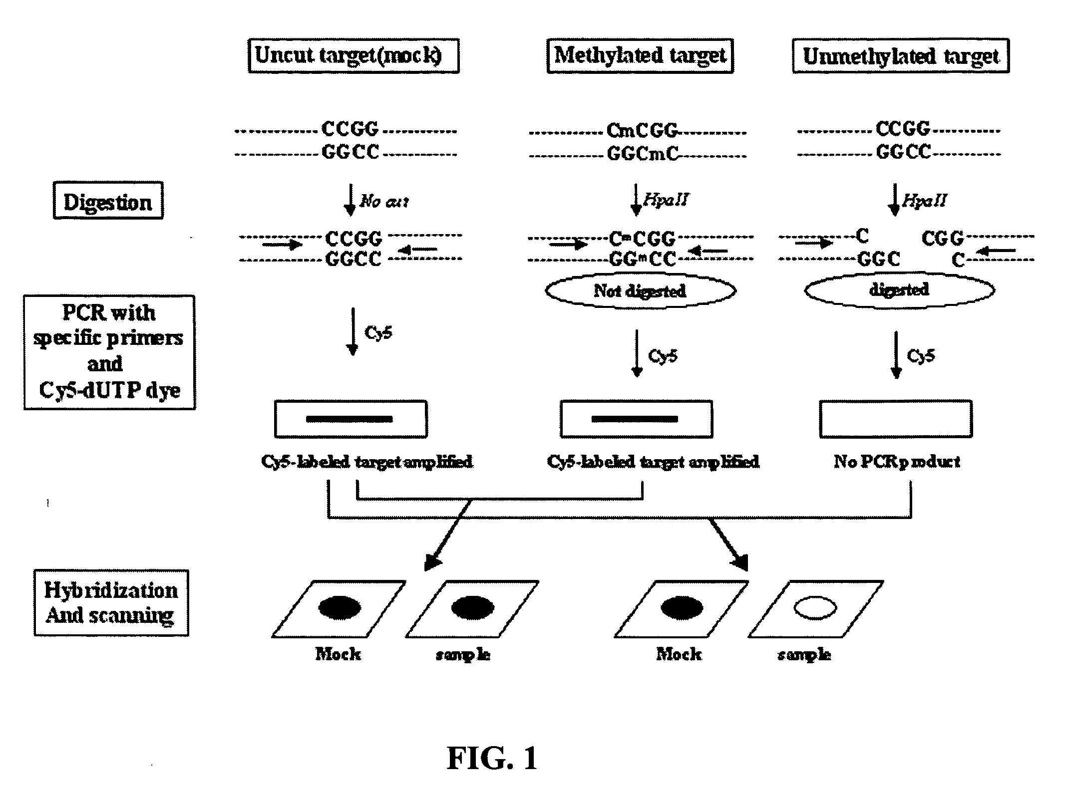 Method for detecting methylation of promoter using restriction enzyme and DNA chip