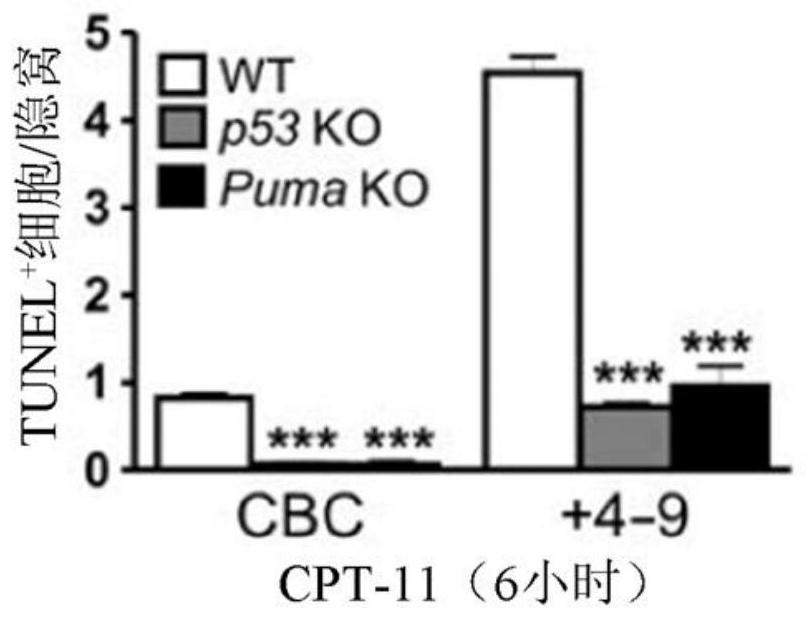 Method of preventing or treating treatment-induced gastrointestinal injury