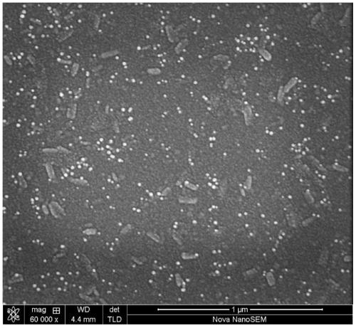 Polystyrene pellets used as soft templates to prepare porous structures vo  <sub>2</sub> thin film method