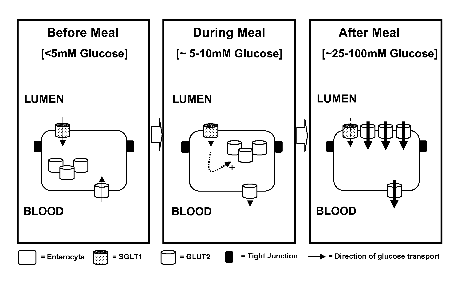 Edible composition