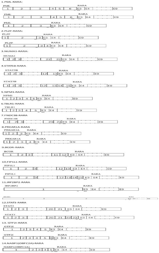 Method, primer and probe for screening 14 fusion genes related to acute promyelocytic leukemia by fluorescent quantitative PCR technology