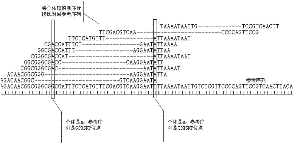 Single nucleotide polymorphism site identification method based on digestion library-establishing and sequencing and bayesian statistics