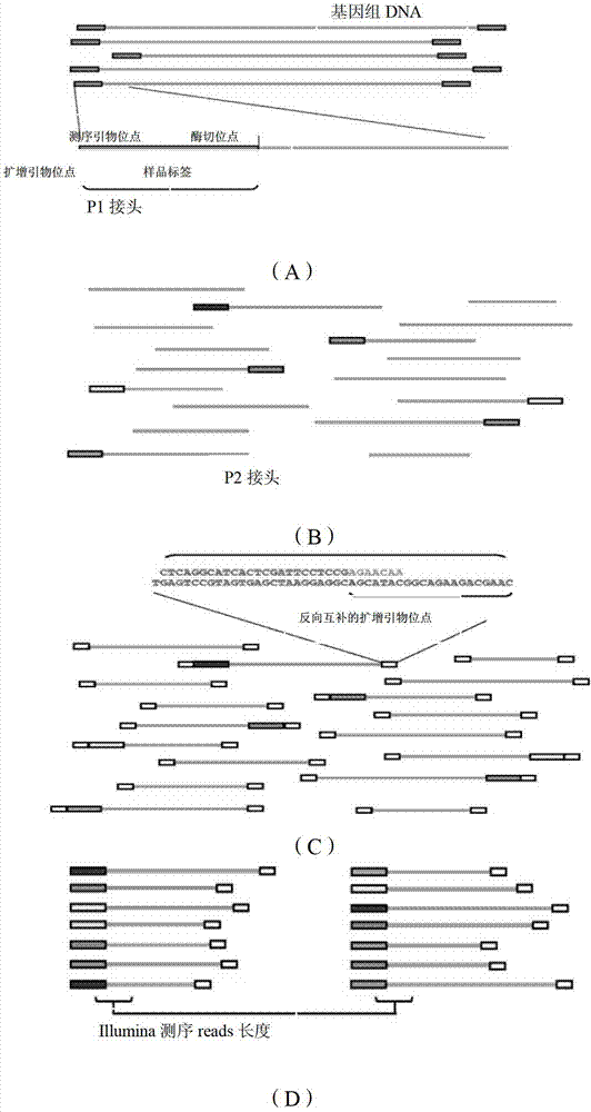 Single nucleotide polymorphism site identification method based on digestion library-establishing and sequencing and bayesian statistics