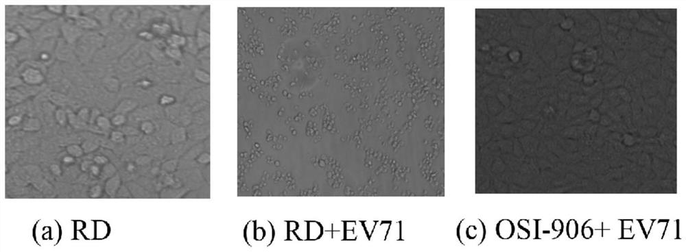 Application of linsitinib compound in preparation of anti-ev71 virus medicine