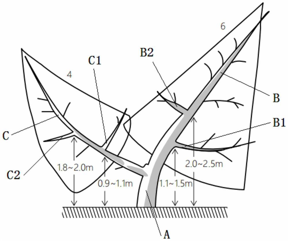 Two-main-branch natural open-centered peach tree form and forming method