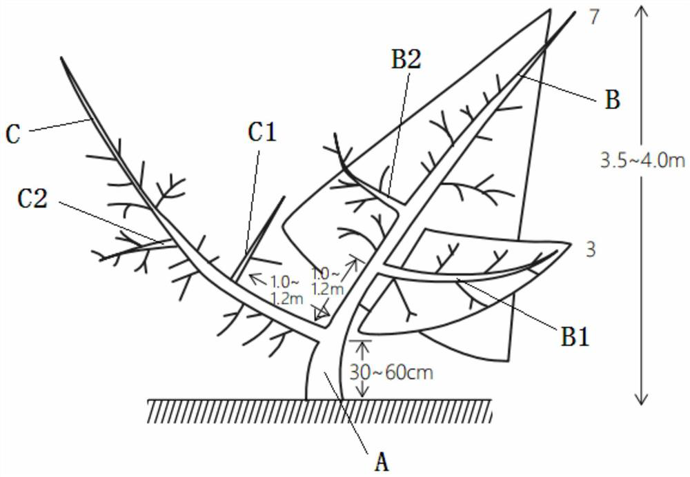 Two-main-branch natural open-centered peach tree form and forming method