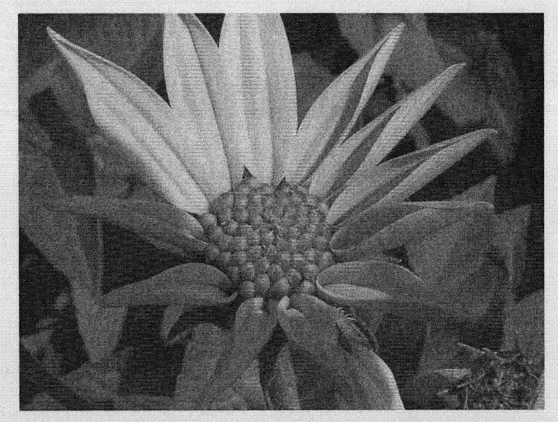 Method for artificial crossing of jerusalem artichoke