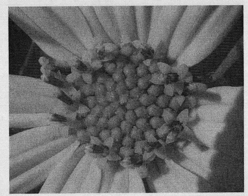 Method for artificial crossing of jerusalem artichoke