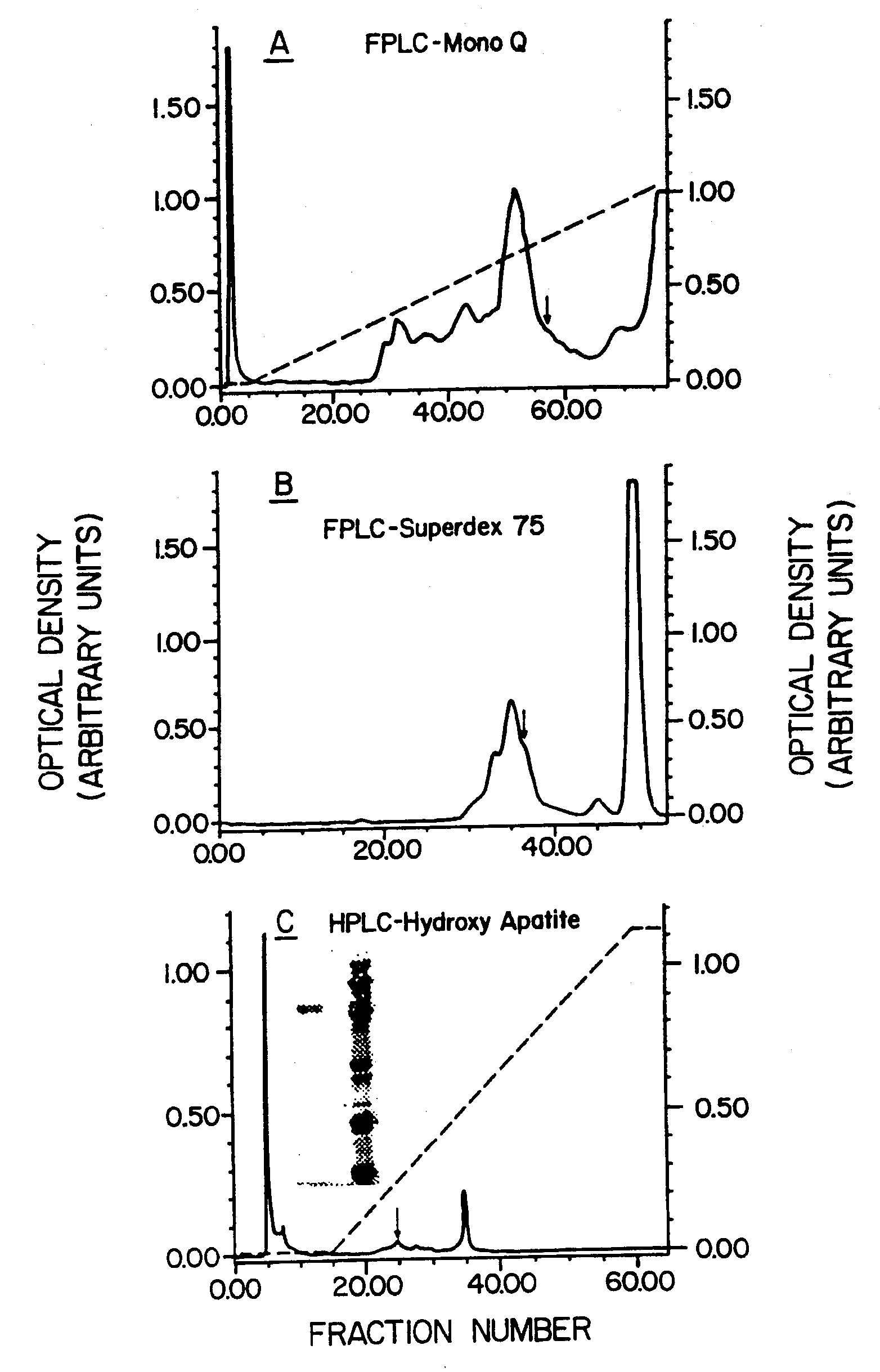 B Cell Activation and Polypeptides Having CD14 Activity