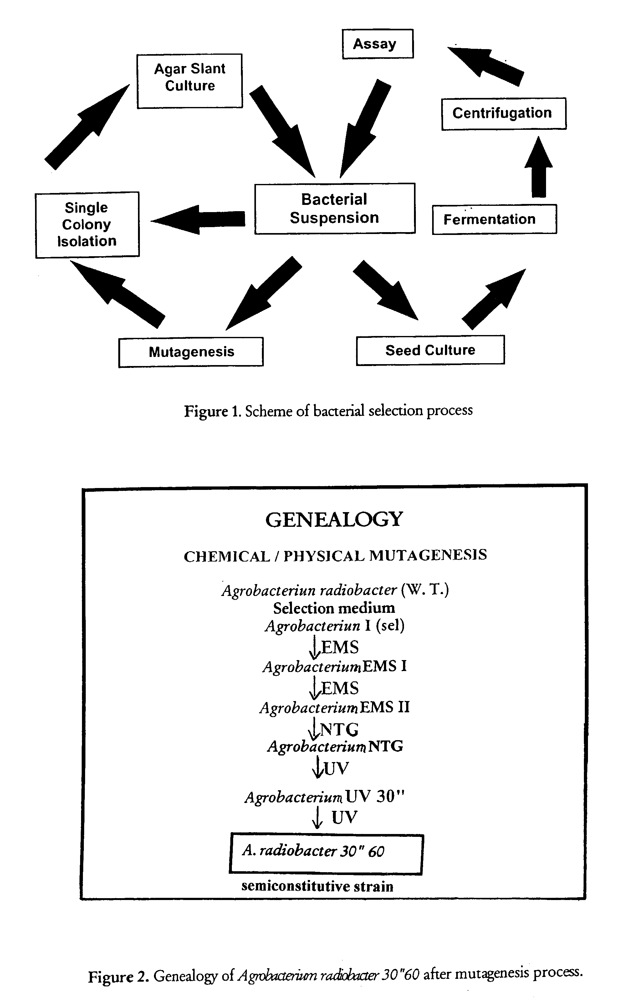 Micro-organism possessing enantioselective and regioselective nitrile hydratase/amidase activities