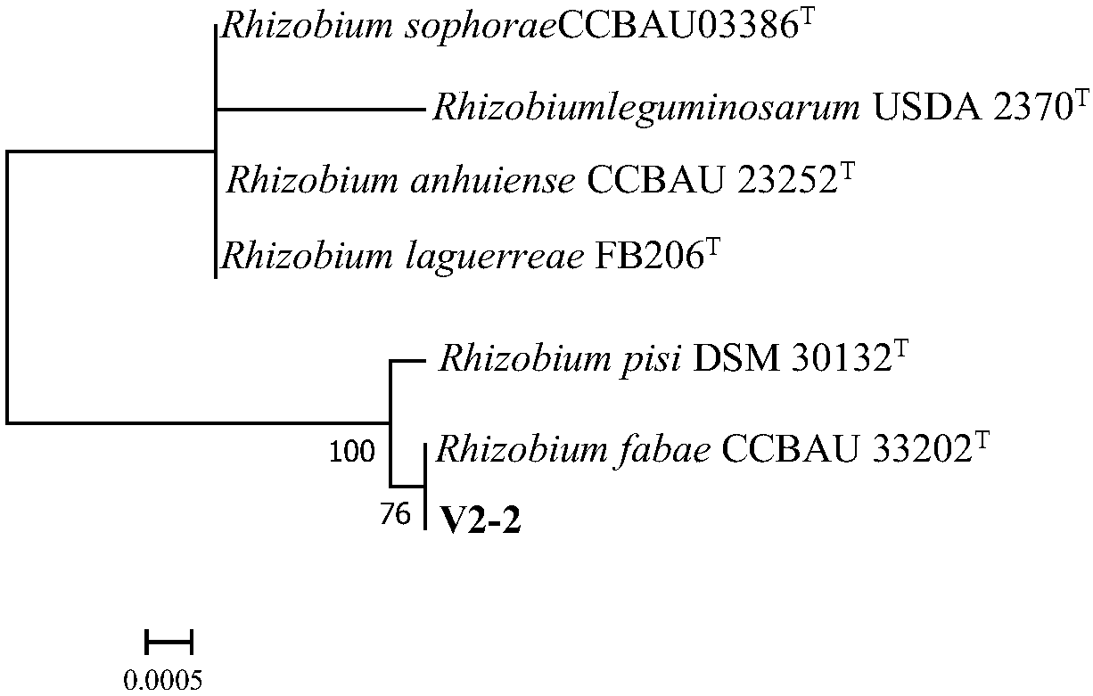 Rhizobium anhuiense V2-2 and application thereof