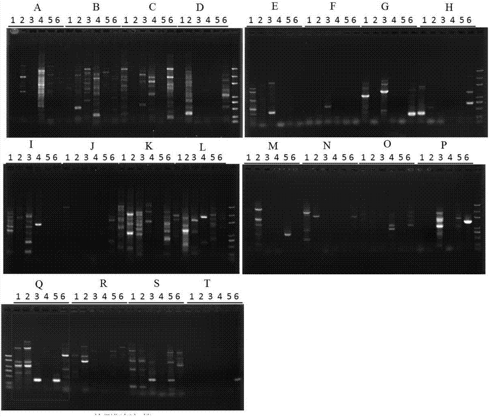 Specific detection kit for isaria farinosa and detection method thereof