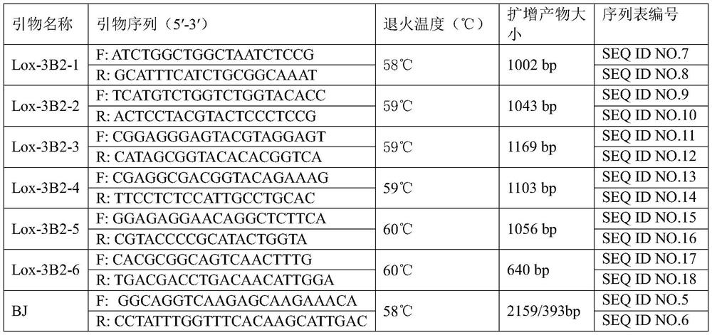 A new gene of wheat grain lipoxygenase and its application