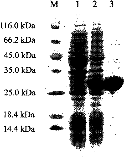 Portunus trituberculatus anti-lipopolysaccharide factor PtALF-2 gene and encoding proteins and application thereof