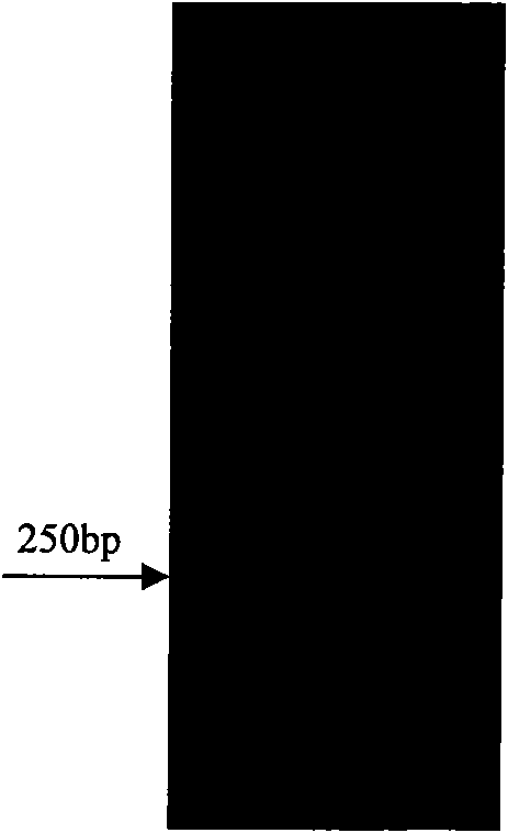 Populus euphratica DREB transcription factor, encoding gene and application thereof