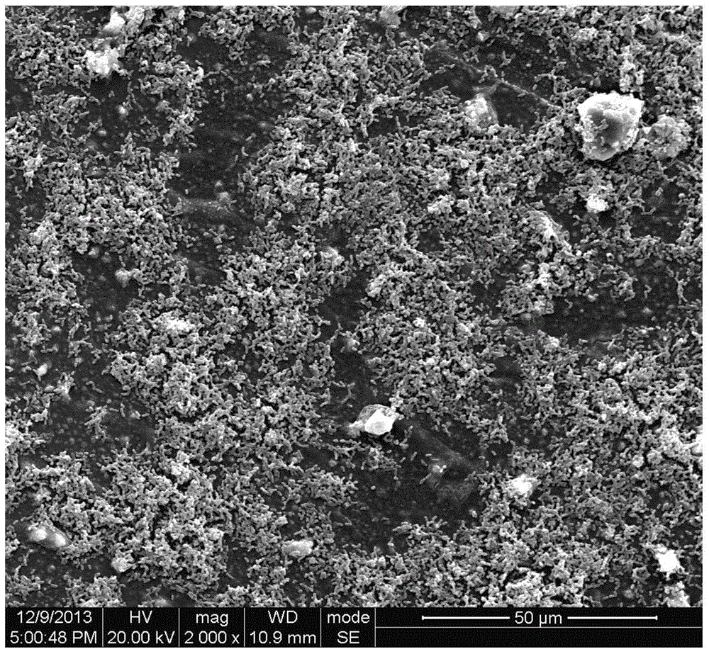 Hollow fiber ultrafiltration membrane with antibacterial and antifouling functions and preparation method thereof