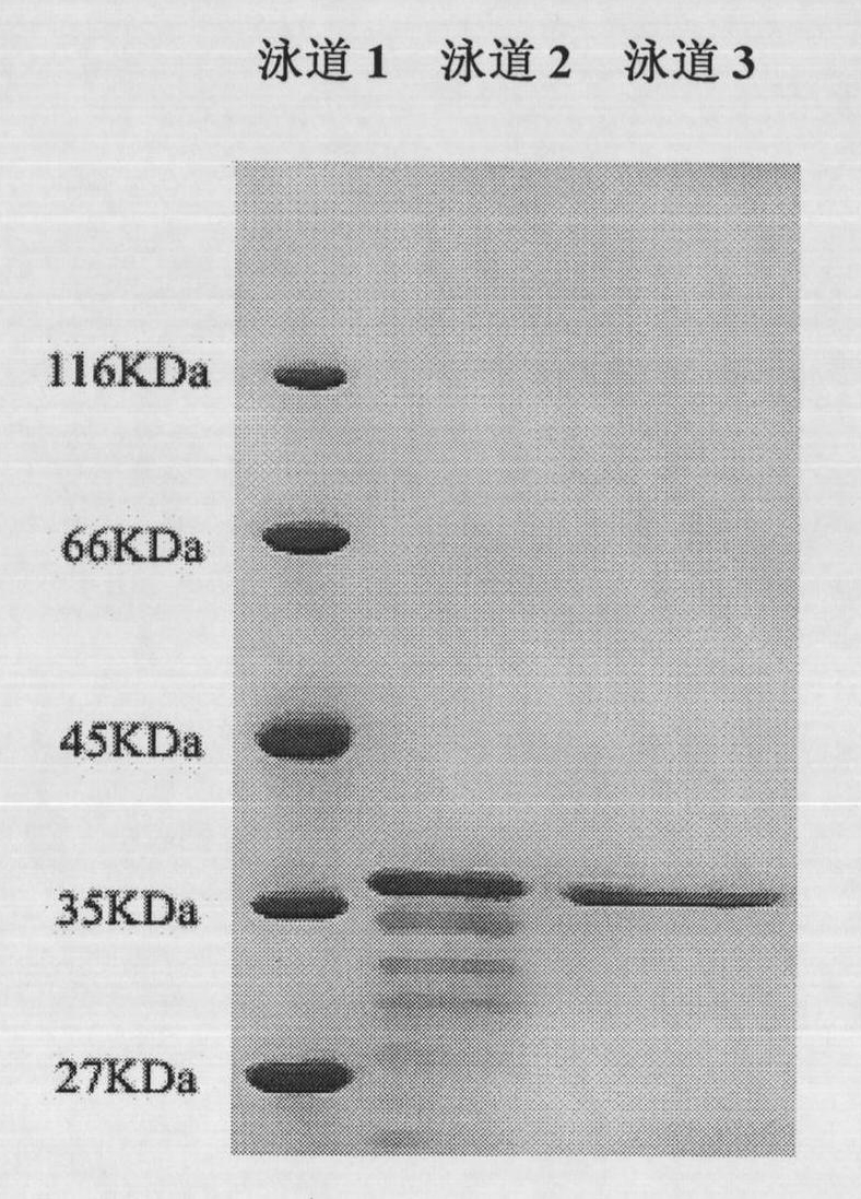 Organic solvent resistant protease producing strain, gene of organic solvent resistant protease produced thereby and application of organic solvent resistant protease