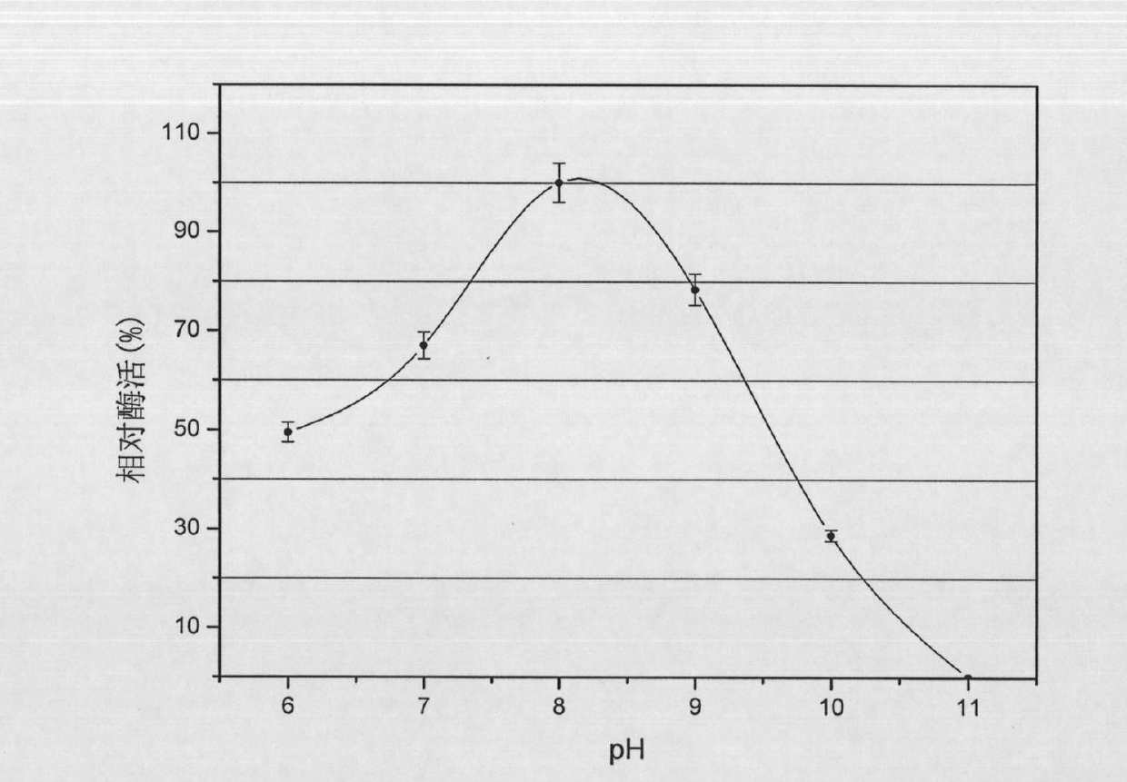 Organic solvent resistant protease producing strain, gene of organic solvent resistant protease produced thereby and application of organic solvent resistant protease