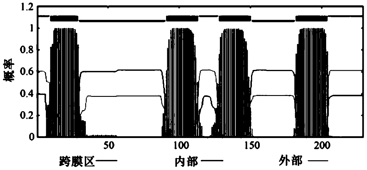 Application of CLRN3 protein as cell surface identification protein for separating X sperms