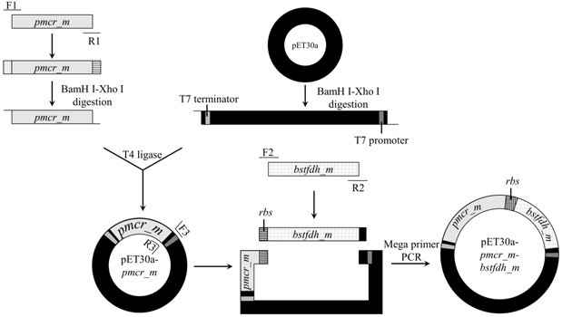 Carbonyl reductase mutant and application thereof in preparation of steroid hormone-testosterone