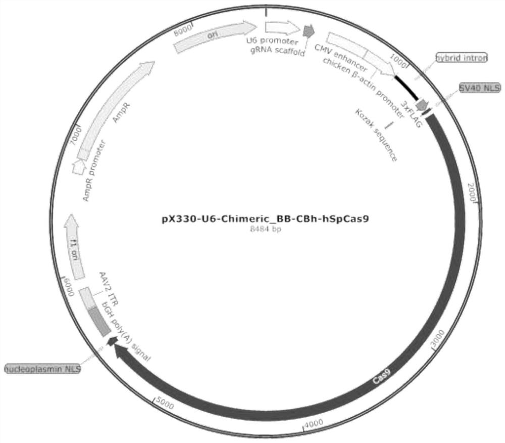 CRISPR system and application thereof to construction of cloned porcine nuclear donor cells with GABRG2 gene mutation