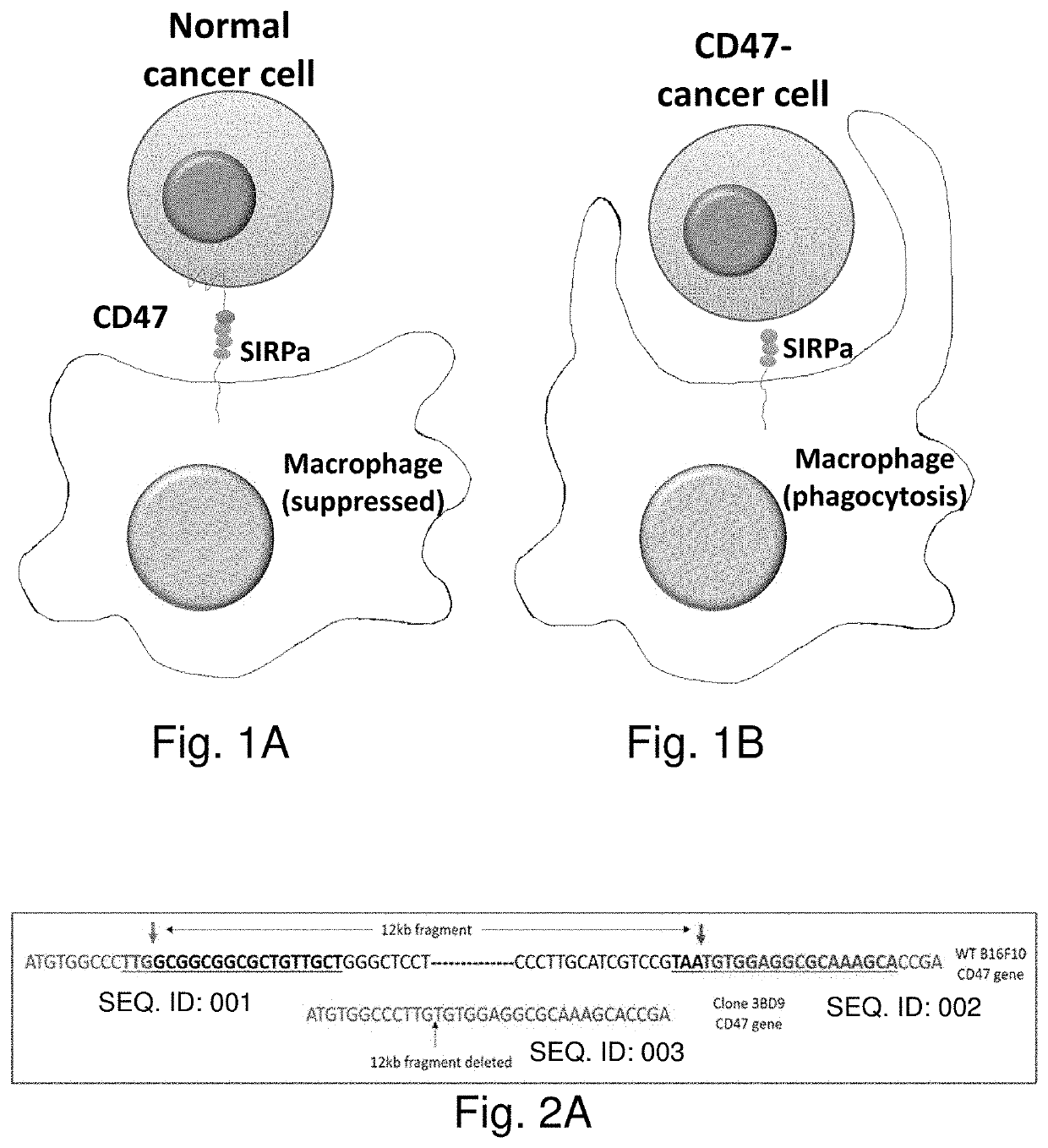 Genome edited cancer cell vaccines