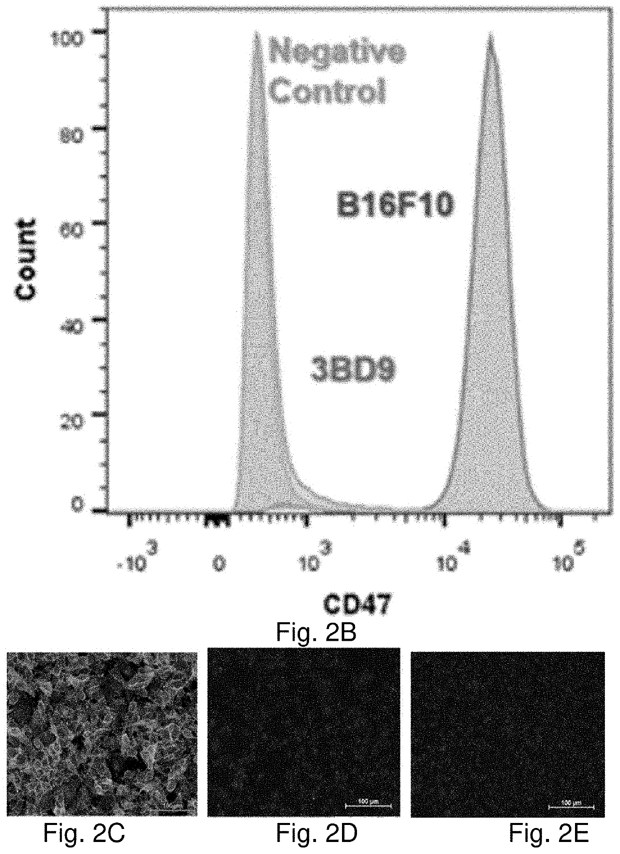 Genome edited cancer cell vaccines