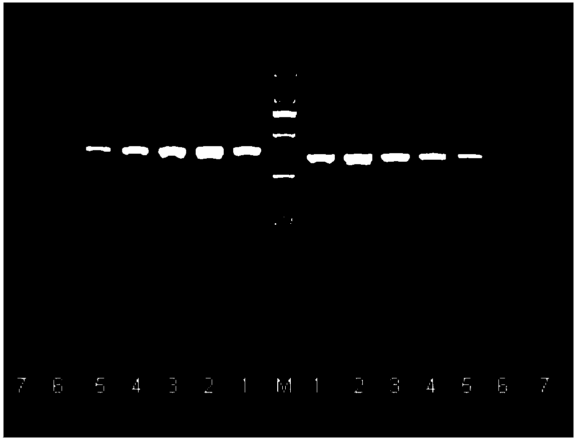 A kind of detection primer and application of crucian carp coronavirus hb93 and rt-pcr