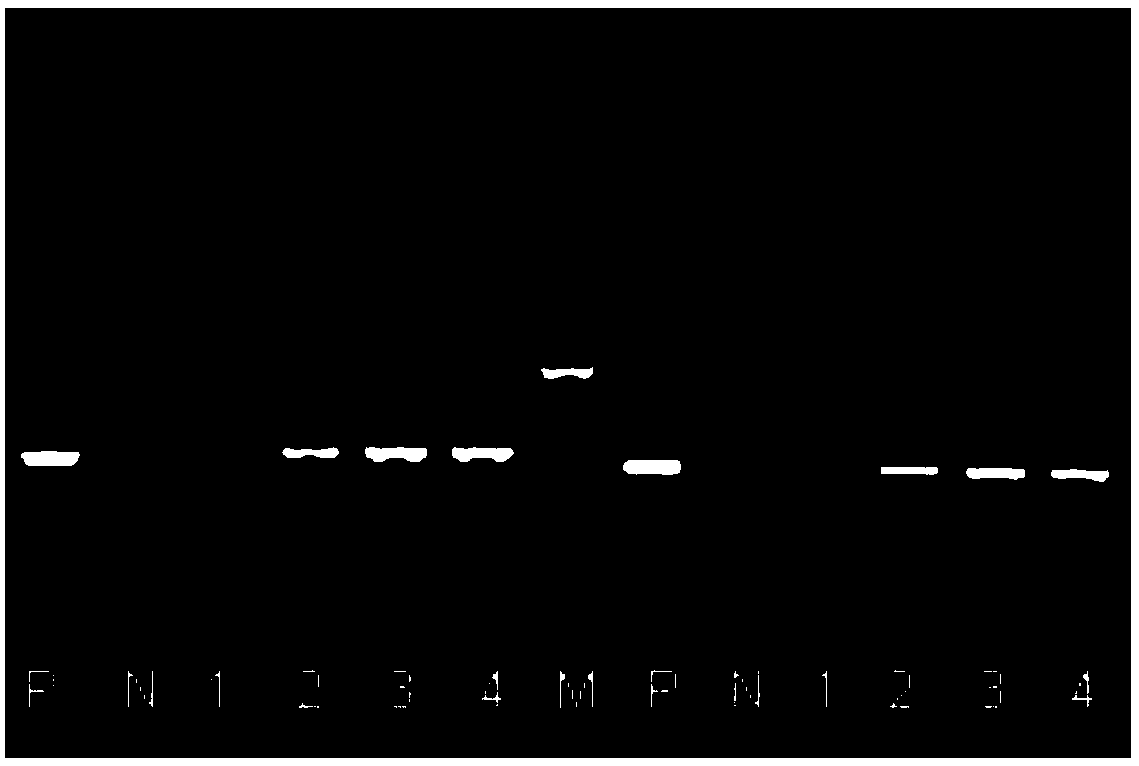 A kind of detection primer and application of crucian carp coronavirus hb93 and rt-pcr