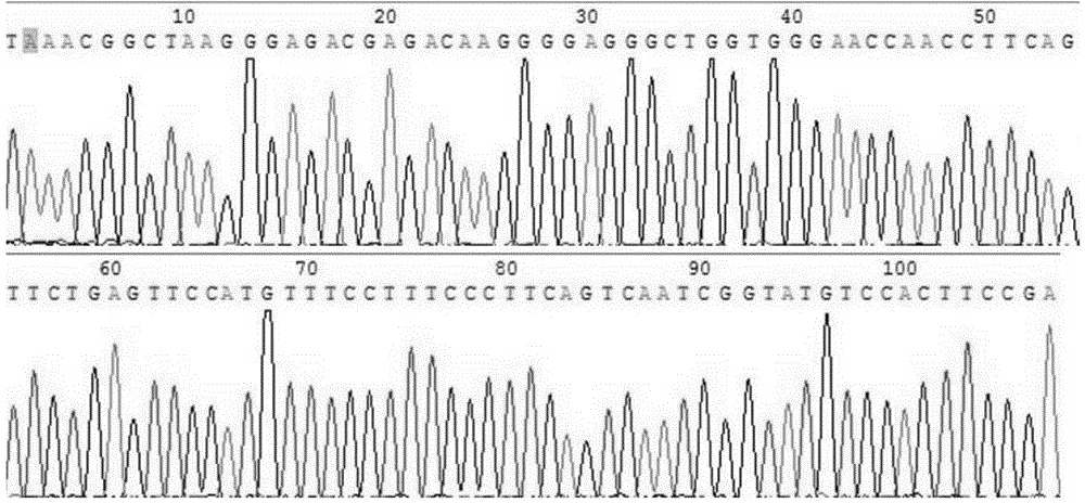 Method and kit for detecting mouse genotype knockout of apolipoprotein M gene