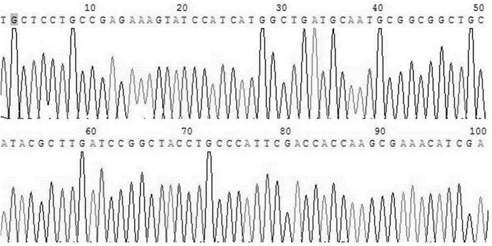 Method and kit for detecting mouse genotype knockout of apolipoprotein M gene