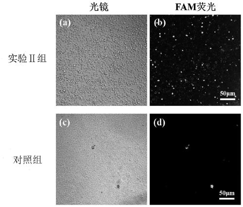 Nucleic acid aptamer and construction method thereof and application thereof in detecting soft-shelled turtle iridovirus