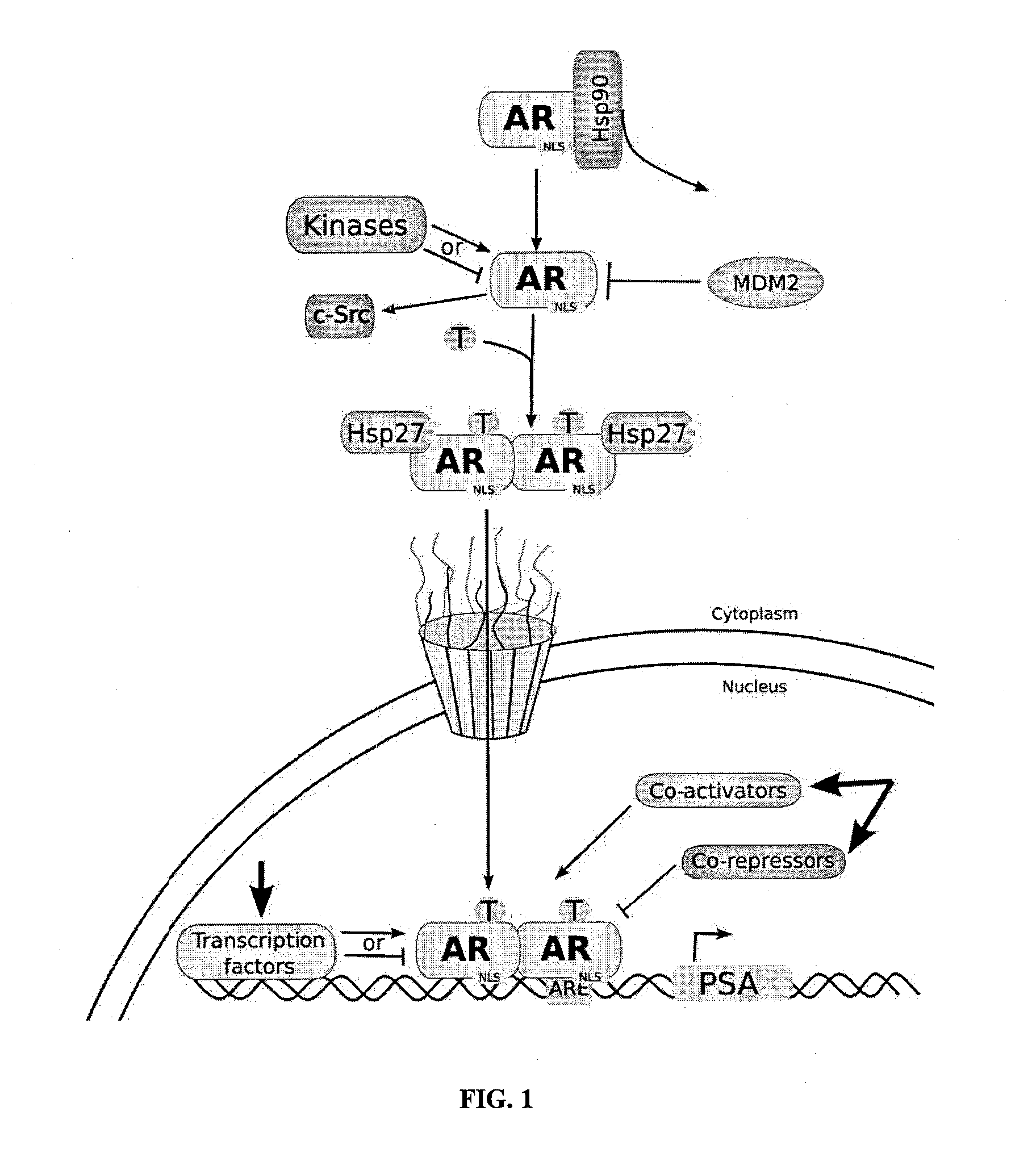 Combination Therapies and Methods of Use Thereof for Treating Cancer