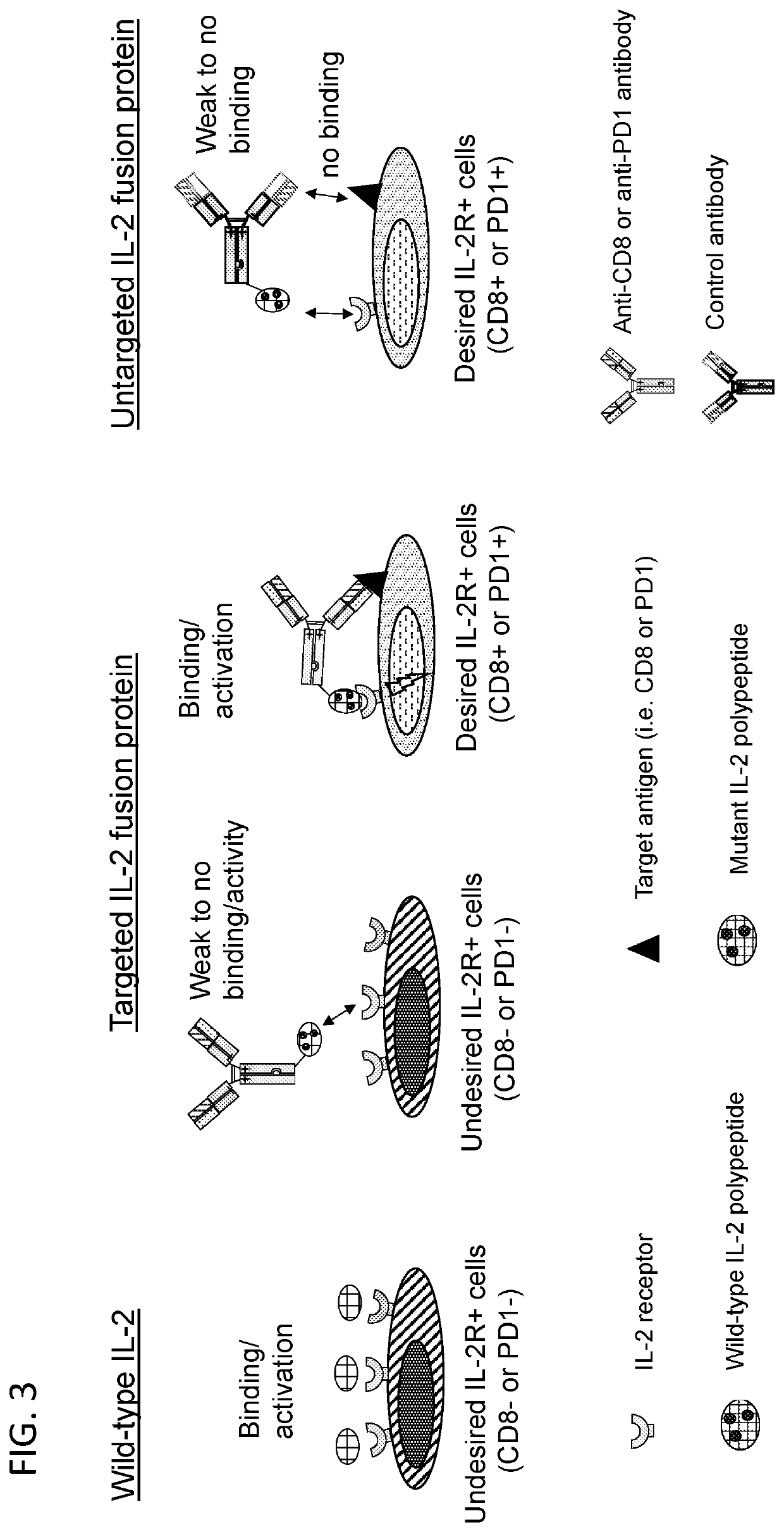 Fusions of mutant interleukin-2 polypeptides with antigen binding molecules for modulating immune cell function