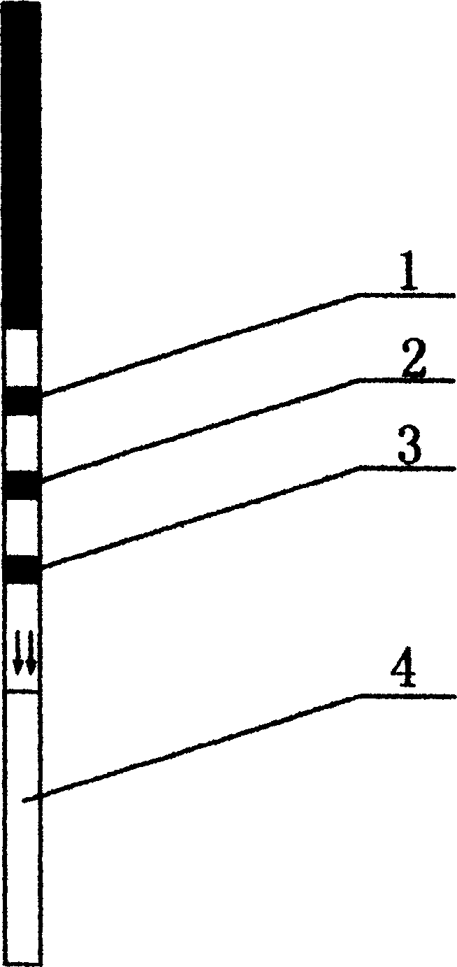 Gold-labeled test paper strip for quick diagnosis of hemorrhagic fever with renal syndrome