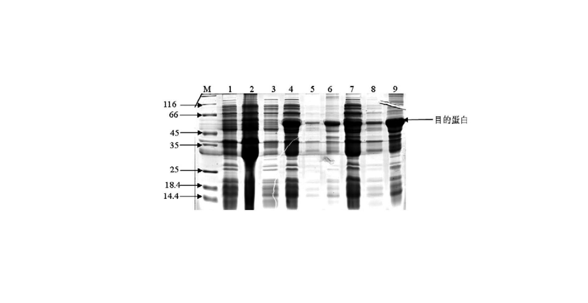 Large yellow croaker interleukin-1beta (IL-1beta) gene cloning method and application thereof